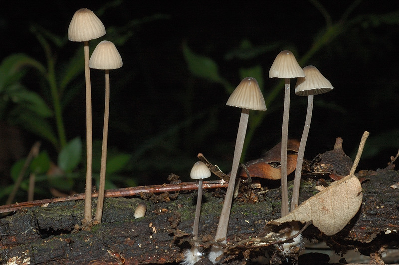 Il mondo dei funghi a Ostia